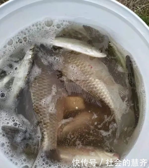 钓位|本味三兄弟,助我擒板鲫!