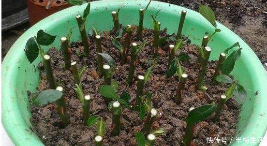 月季|月季繁殖新方法，扦插后用它来罩着，成活率100，不活你找我