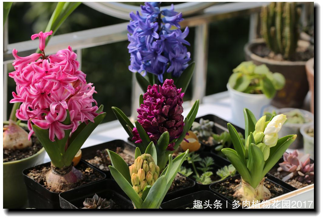 养花六要素,养花入门必备知识点