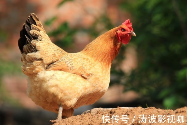 平安健康|十鸡九不全揭秘81年生肖鸡的终身寿命，过了39岁后什么命
