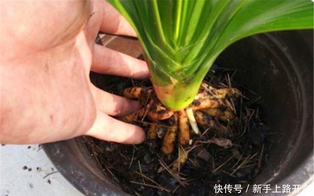 这些“肥料”遍地都是,不花钱捡回家,养花用一把,个个长爆盆!