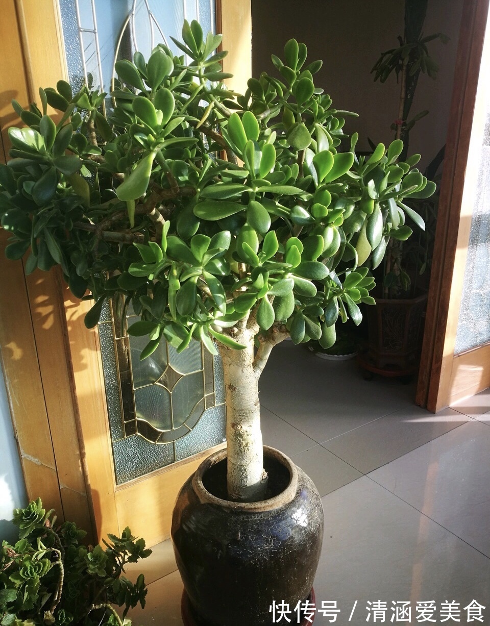 八抓鱼|养了5年玉树，1晚上冻成“八抓鱼”，枝干发软、没救了