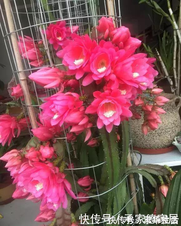 邻居浇花从不用清水，2种营养水浇灌，养啥花都爆盆