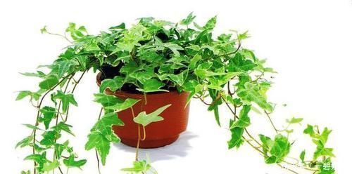 卫生间放一盆这个花,再也没有异味了,蚊虫也不见了