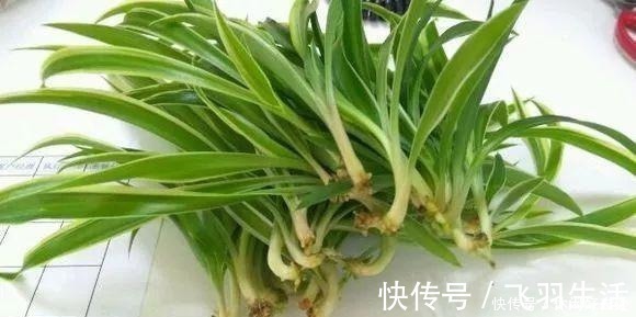 绿萝|这4种花 剪一段枝条丢水里就生根 家中绿意盎然！