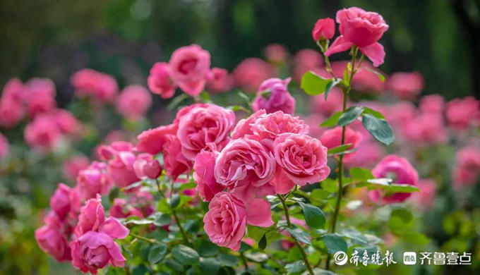 泉城公园|花开齐鲁｜初夏限定款来喽！济南泉城公园月季花开，浪漫来袭