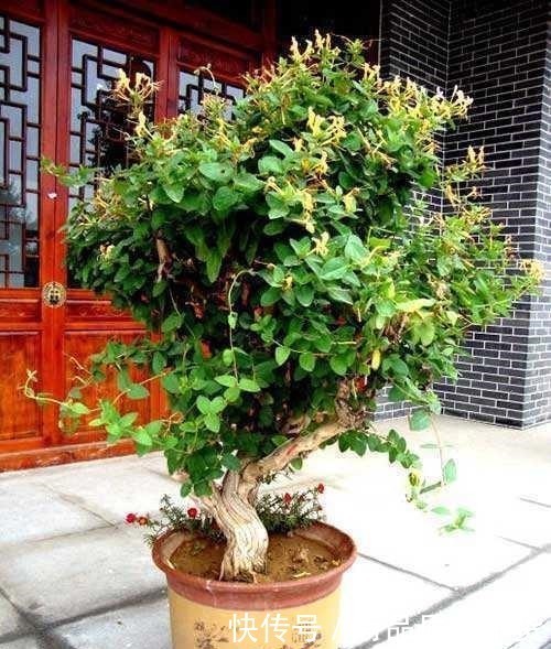 盆栽|正好碰到路边修剪2种树,捡点枝条拿回家,扦插成盆栽开花香极了!