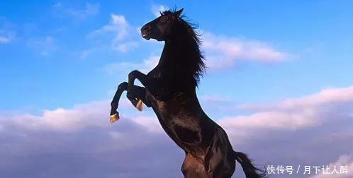 羡慕|历史上“名留青史”的五匹绝世好马,曹操独占两匹,让人羡慕!