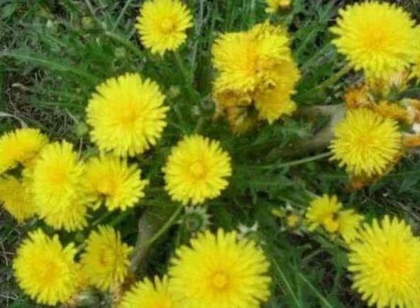 蒲公英属|中医：蒲公英配它“天造地设”，坚持7天肾变强，肝干净口臭没！