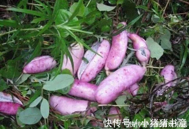 拐枣|“正在消失”的6种野果,属于纯天然绿色美食,全吃过的人并不多