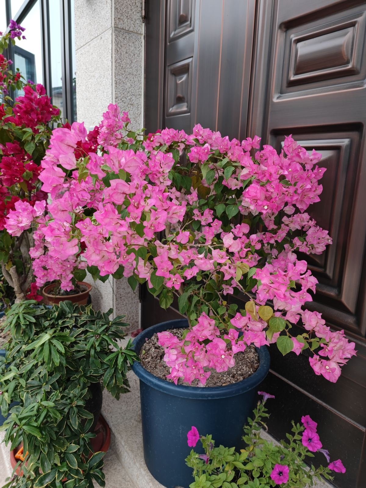 树类|“吉树入吉宅,富贵自然来”,家里的6种树类盆栽,好看又吉祥