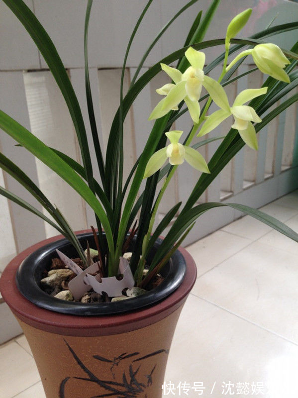 四季兰|“玫瑰精品”糖果雪山,如甜蜜糖果,绚丽唯美,堪称养花必备