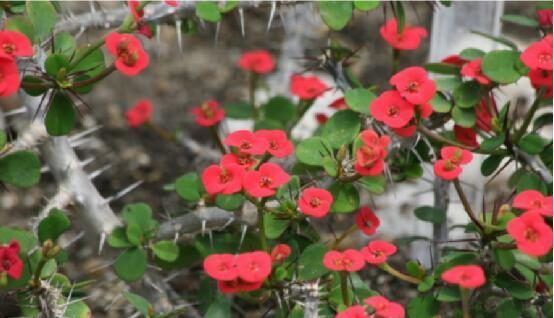 花市里的几种花,虽然好看,但是容易引起过敏要小心