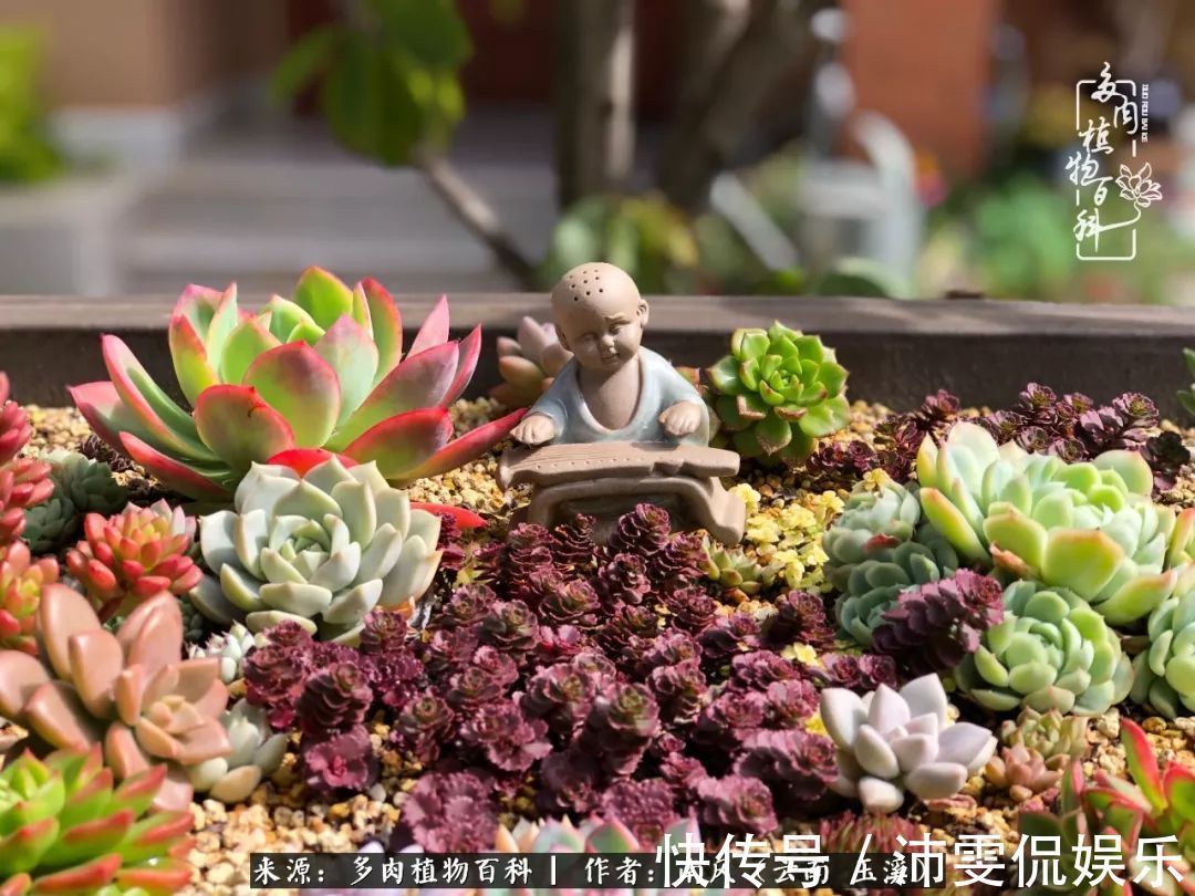 深秋里,种多肉、赏多肉、会肉友,马不停蹄快乐多!