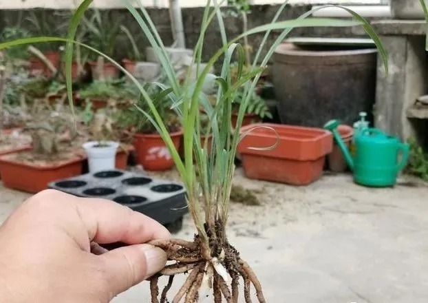 种植|兰花生命力很强,决定能否种植成活的,并不是土壤与肥料