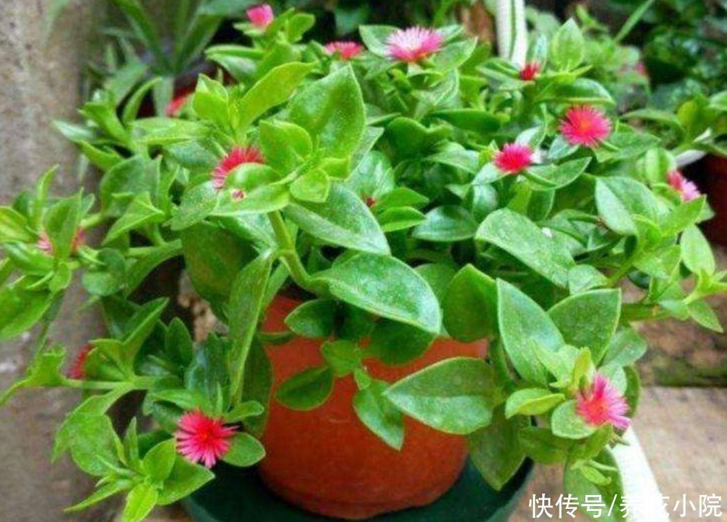 养6种花,试试吊起来养,节省空间,观赏效果更好