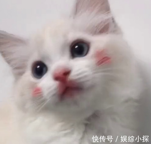 发现猫咪玩口红,主人正要发飙,却被它抬头后的样子惊艳到了
