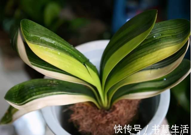 三要素|君子兰分“公母”？满足三要素，叶片青翠如折扇，清香宜人小半年