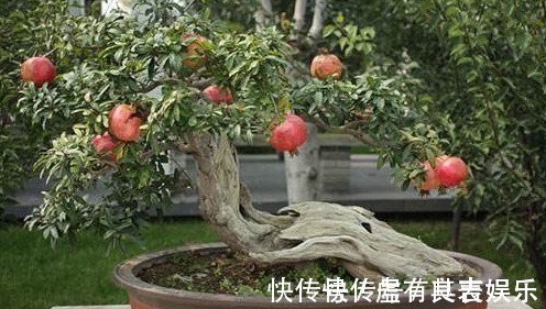 这几种常见水果吃完后核不要扔,不然亏大了,7天长成美丽盆栽