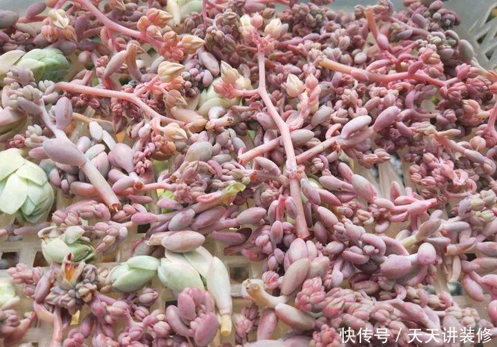 爸妈不在家,我在院子里疯狂种多肉,倍儿爽