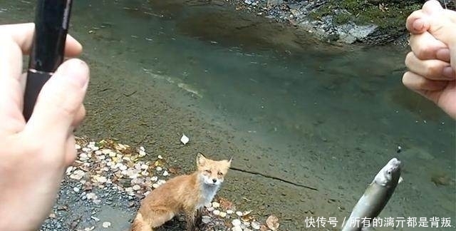 山溪钓鱼,一只狐狸流着口水紧紧地跟着