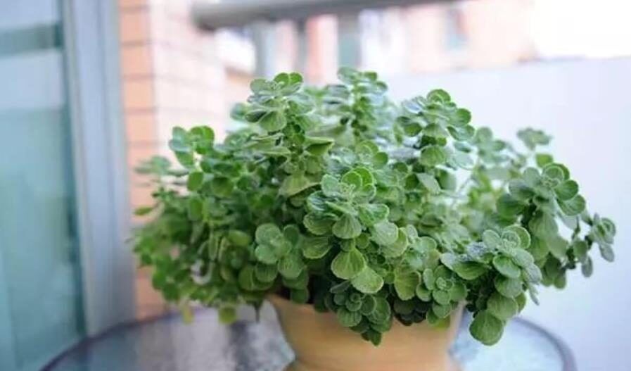 卧室摆上5种漂亮花,改善空气有助睡眠,一养就上瘾