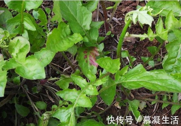 吃法|68种野菜图片,教你认识不同的野菜和吃法,你想要的野菜这里都有