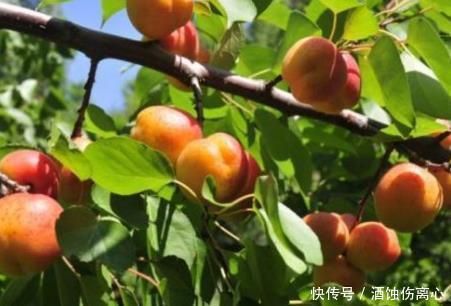 人相伴|促进小孩身体健康的3种食物,为了孩子的健康,再不舍得也要买