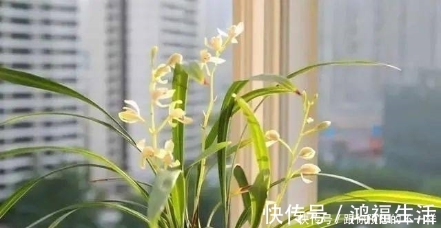 兰花有“三喜三怕”,顺着它养护,顺利春化,独苗绽放层叠群兰