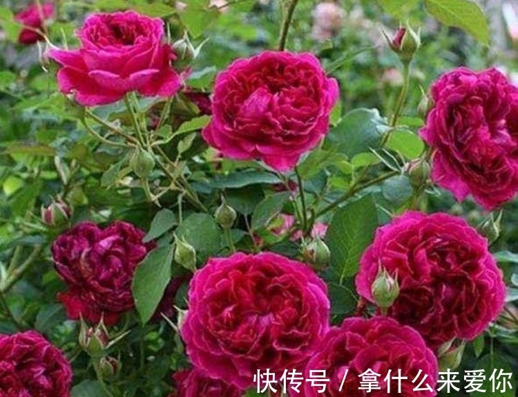 几种花适合新手养,养护简单,价格便宜,既小巧又可爱