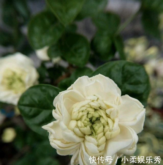 夏天给茉莉施肥,有3不原则,做好了,茉莉花朵呼呼开,又大又香