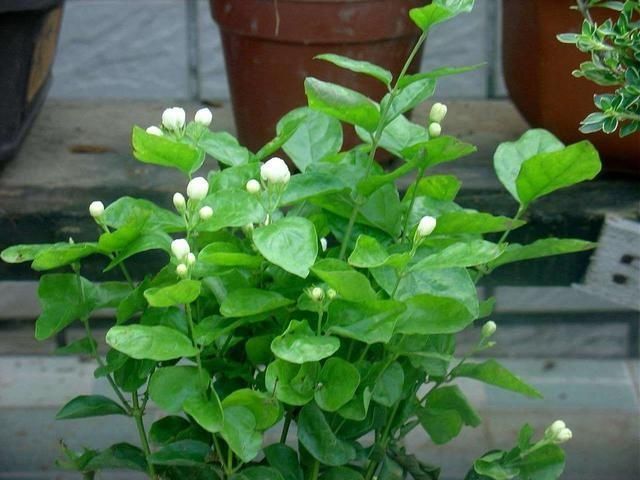 夏季养茉莉最合适,刚回家这样处理,不枯萎花量翻倍