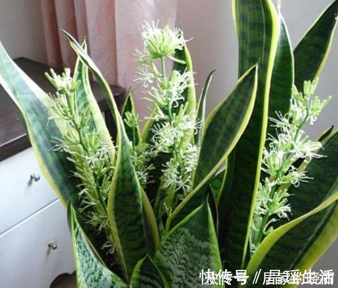 幸福树|客厅最适合养3种花，漂亮还能“旺财、旺运”，一养就上瘾