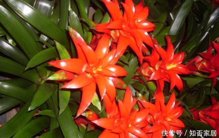 客厅空旷想摆几盆花？选这5种，好看又皮实，还能净化空气！