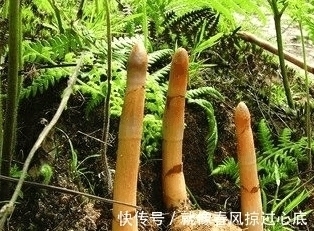 头晕|这个东西堪称「民间仙药」, 降血压、止头晕、通经络, 身体虚弱更应该多吃一点!