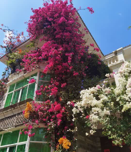 “最累”的8种花,花开连续几个月,一次开花几百朵