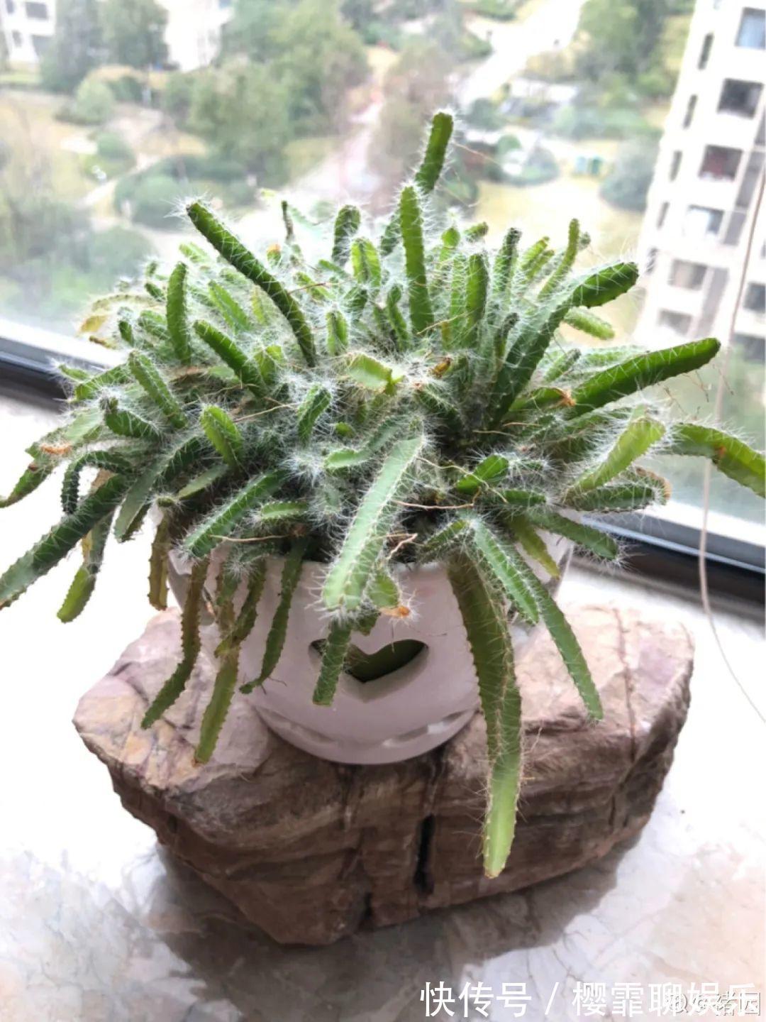 大爷家荷花种在花盆里，1次开花20朵，比巴掌还大！