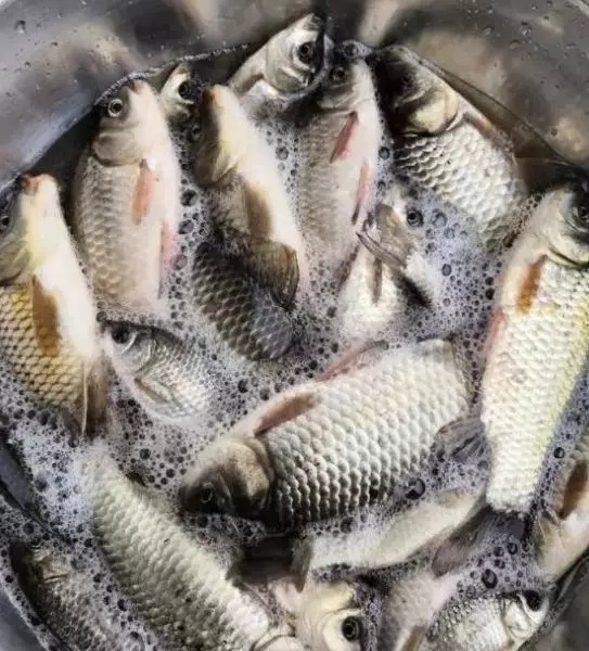 大板鲫在冬天其实很好钓,只需掌握几个关键点,到哪儿都能连竿