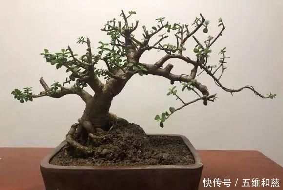想要把金枝玉叶养成漂亮的盆景，这么做就对了