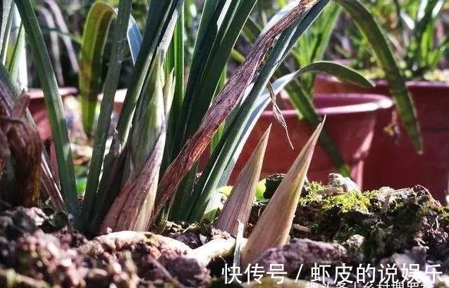 农夫阳台养兰花，浇水犯了各种错，依然叶茂花蕾多，秘密只有两点