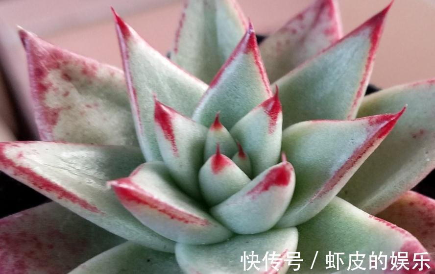 喜欢养多肉，遇到3种情况必须换盆，不然只能等死了