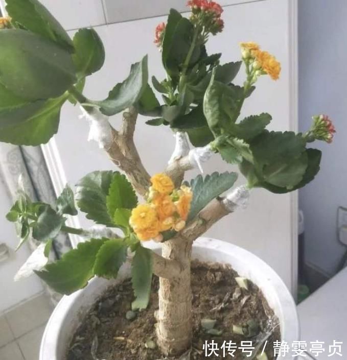 聪明人把长寿花嫁接在老桩上,爆盆简单开花多,一盆花全是花枝