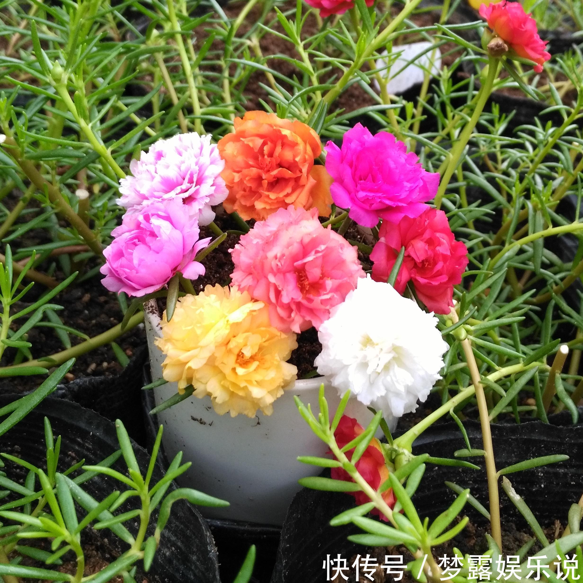 盆栽|超喜欢的“盆栽”花卉,朵朵重瓣色鲜艳,皮实好养,一年开花3季