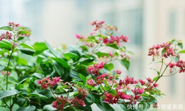 三角梅最怕“三种水”,避开不黄叶,憋出一圈苞,清香宜人小半年