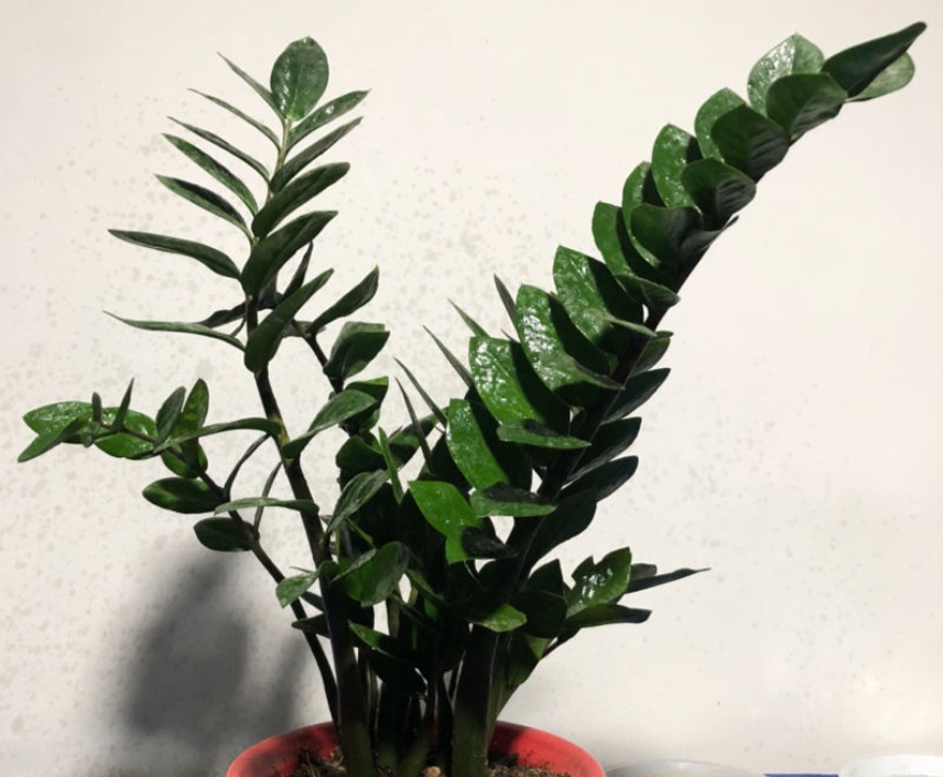 一种懒人植物,最怕浇水,一浇水黄叶又烂根!