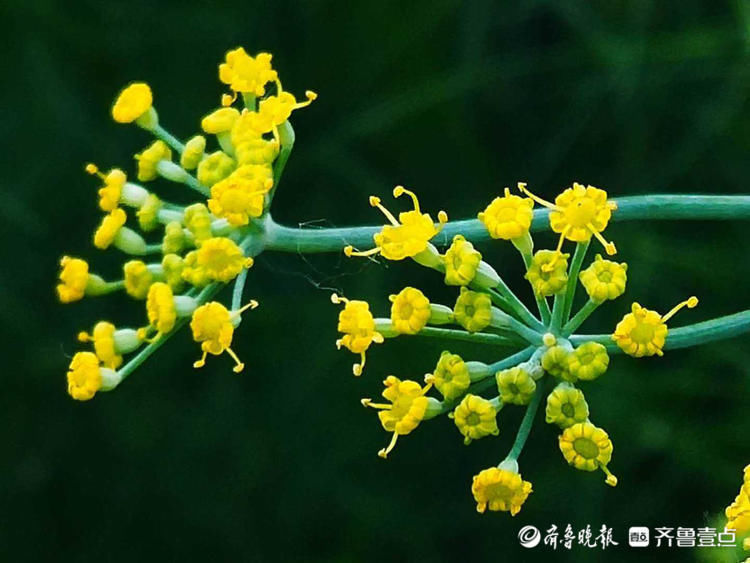 小巧|花开齐鲁精细小巧！临沂郯城烂漫盛开的茴香花，你认识吗？