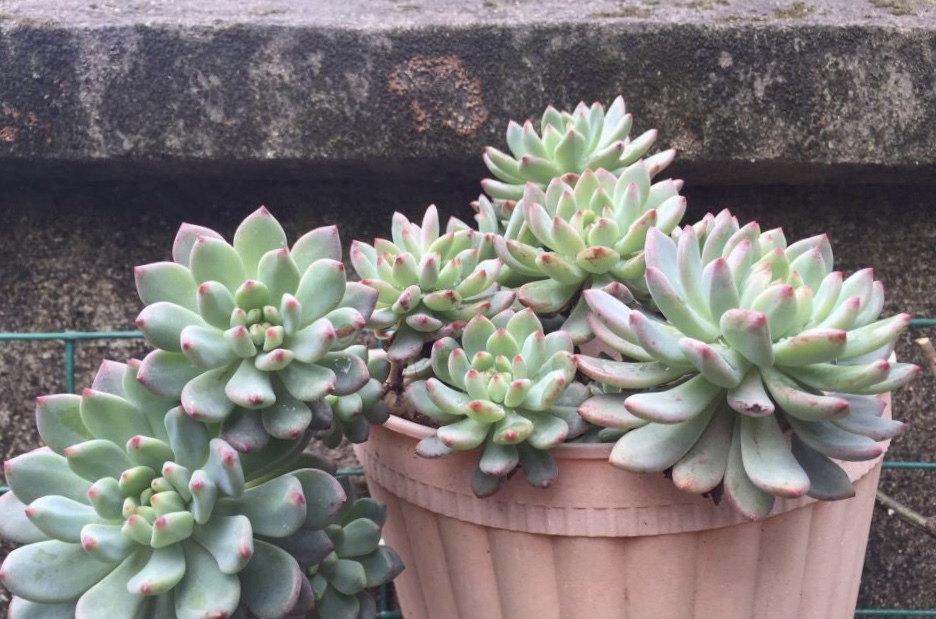 多肉|养多肉浇灌2种“营养液”,根系发达、叶子圆润,1年变老桩