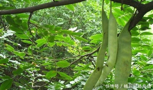 古代没有洗发水,那古人究竟是怎么洗头发的呢?看完长知识了