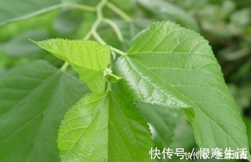 喉痹咽痛|农村田野中这些野草都是上等的中草药,如果不认识就太可惜了!