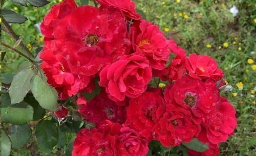 块钱|1块钱1瓶,比花肥还好用,浇水时加一片,疯狂长花不黄叶